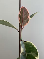 plant 7